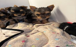 Yorkshire Terrier dogs for sale:  Merle Yorkshire terrier puppies  - Image 30