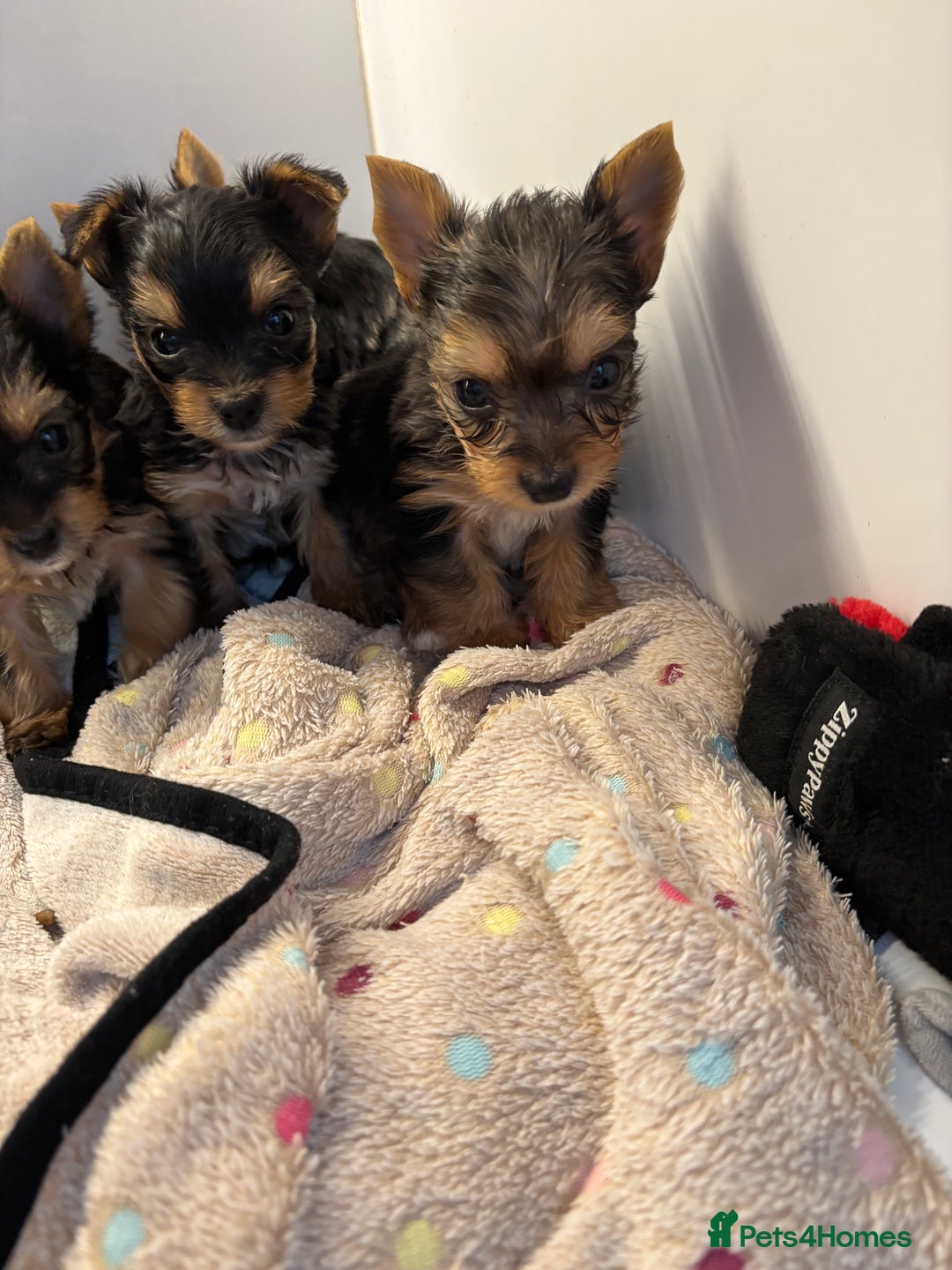 Yorkshire Terrier dogs for sale:  Merle Yorkshire terrier puppies  - Image 30