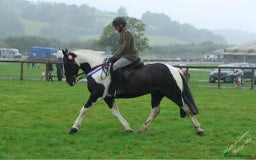 Irish Cob horses for sale: Henry -The real life super cob  - Image 7