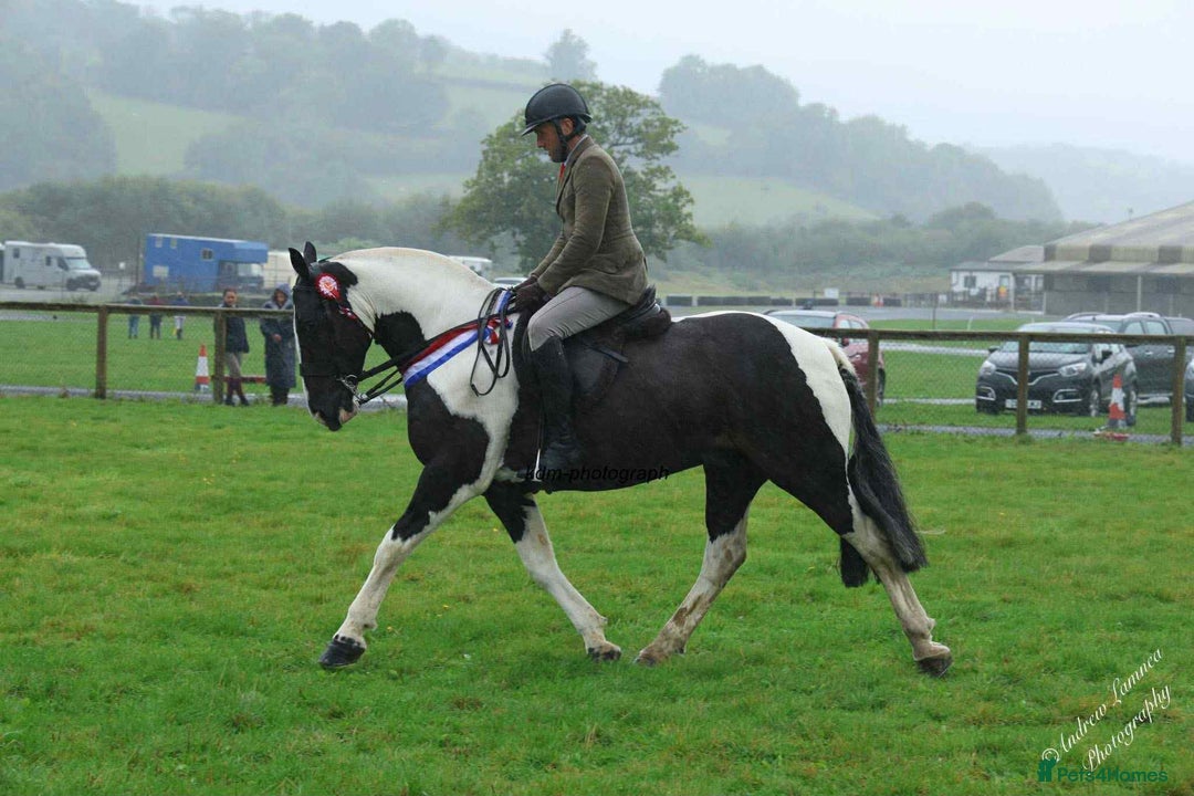 Irish Cob horses for sale: Henry -The real life super cob  - Image 7