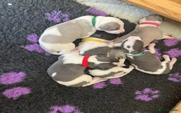 Whippet dogs for sale: Beautifully bred KC whippet pups - Image 7