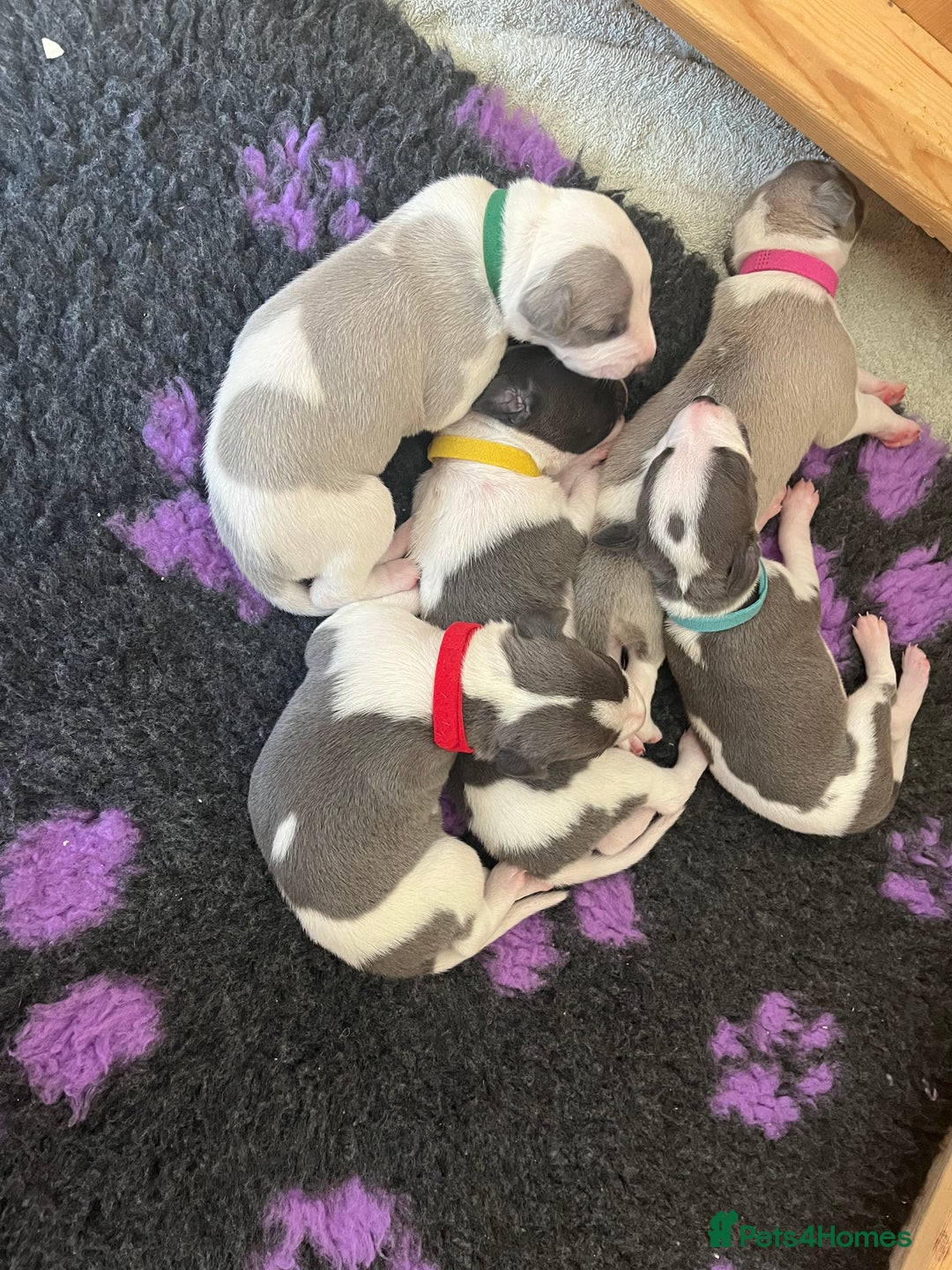 Whippet dogs for sale: Beautifully bred KC whippet pups - Image 7