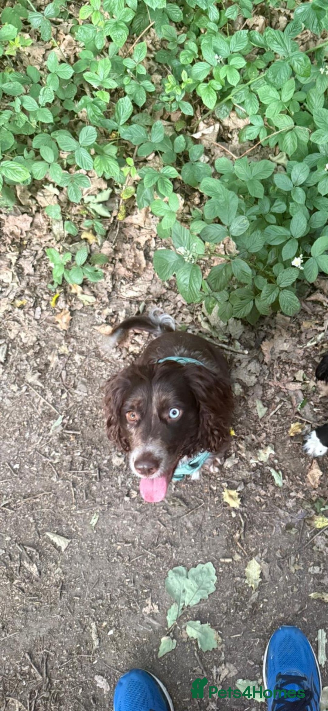 Mixed Breed dogs for sale: Male Merle Cocker - Image 2