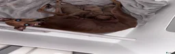 Italian Greyhound dogs for sale: Outstanding Italian Greyhound Puppies - Advert 3