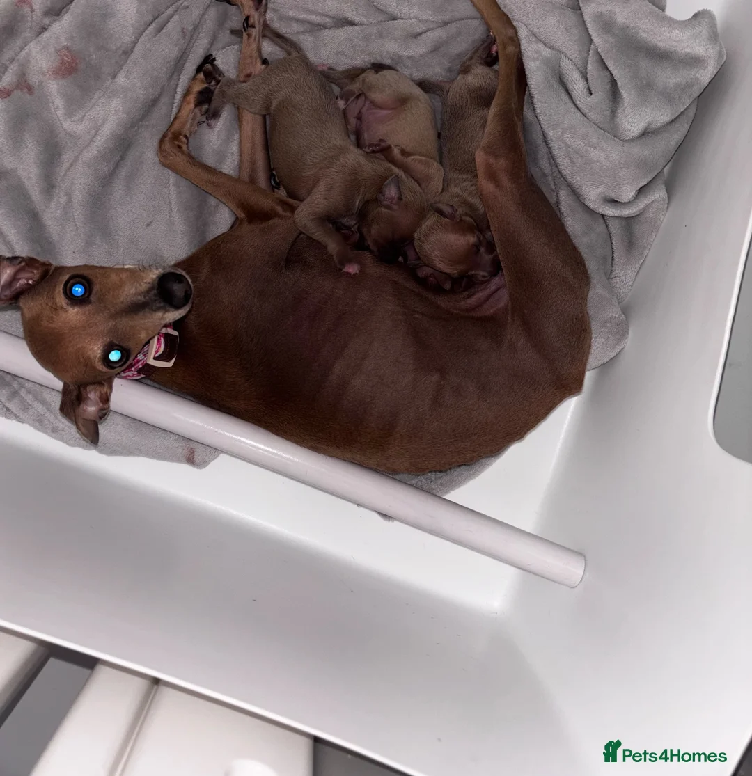 Italian Greyhound dogs for sale: *2 Boys Ready to leave now* KC Italian Greyhound - Advert 8
