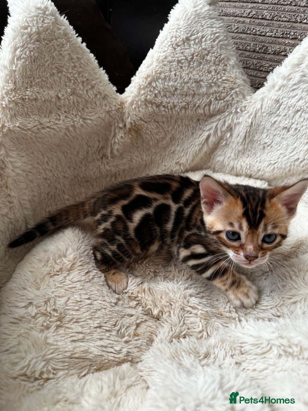 Bengal cats for sale: TICA registered bengal kittens available! - Advert 17