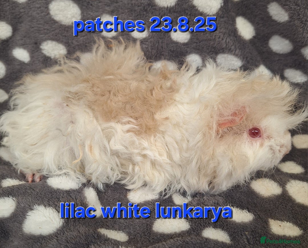 Guinea Pig rodents for sale: Bonded lunkarya and alpaca guinea pigs  - Image 2