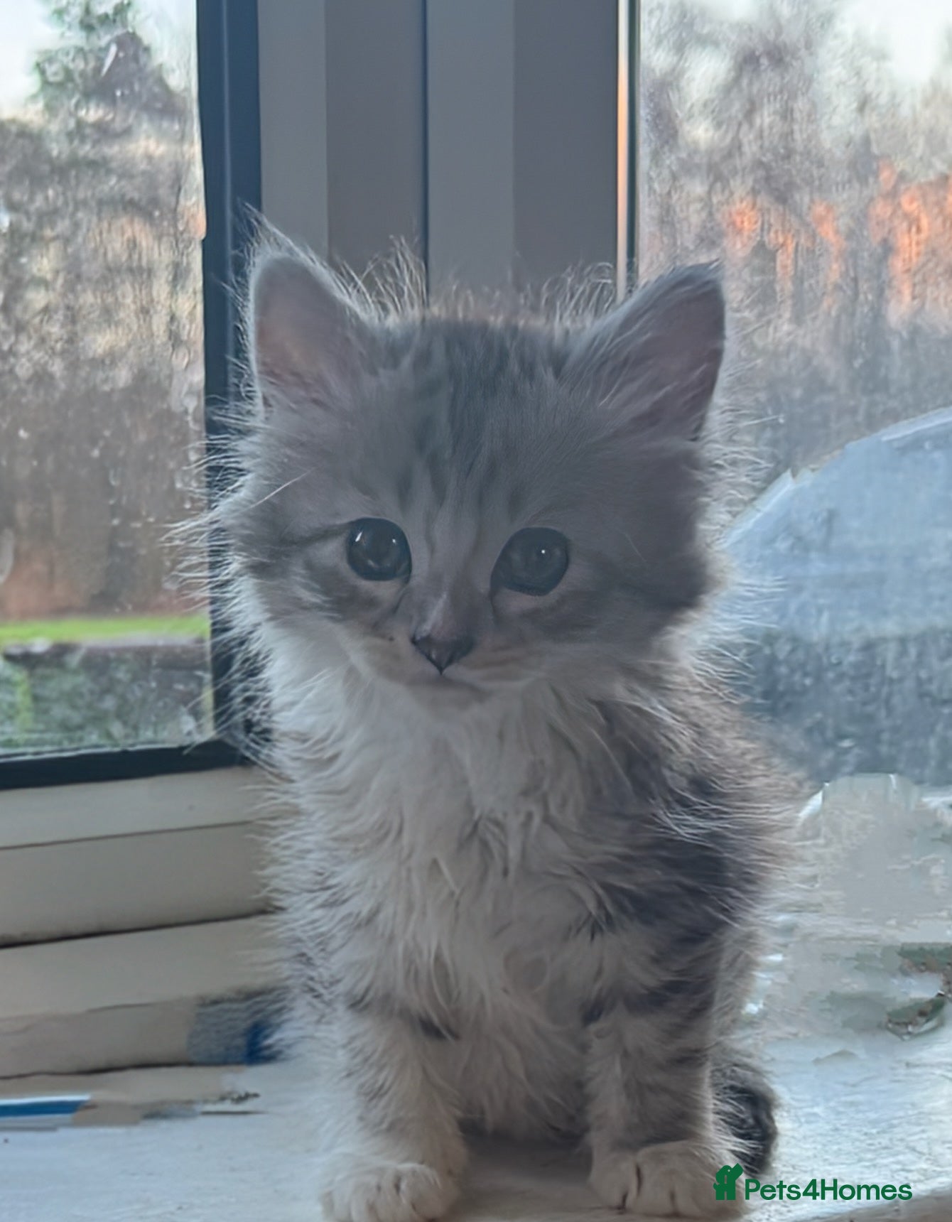 Siberian cats 3 Siberian blue boy kittens - Advert 1