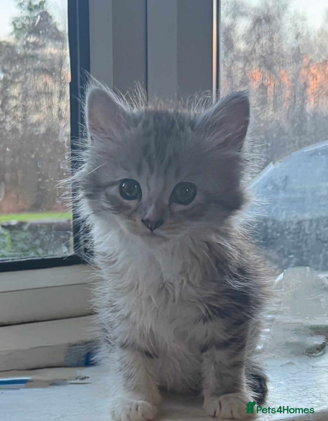 Siberian cats for sale: 3 Siberian blue boy kittens - Advert 1