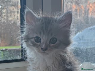 Siberian cats 3 Siberian blue boy kittens - Advert 1