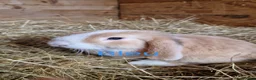 Mini Lop rabbits for sale: 4 gorgeous mini lop rabbits for sale - Advert 6