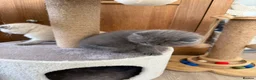 Scottish Fold cats for sale: Beautiful Scottish Fold Kittens - Advert 19