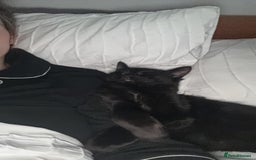 Domestic Shorthair cats for sale: FREE - 2 sweet cats to be rehomed  - Image 10