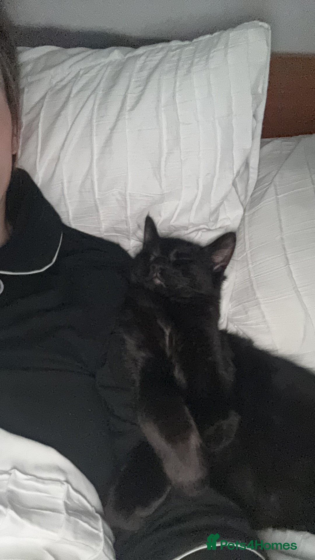 Domestic Shorthair cats for sale: FREE - 2 sweet cats to be rehomed  - Image 10