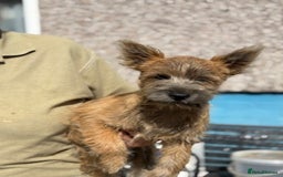 Cairn Terrier dogs for sale: Cairn Terrier Puppies - Image 2