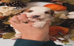 Cockapoo dogs for sale: Cockapoo puppies  - Advert 5