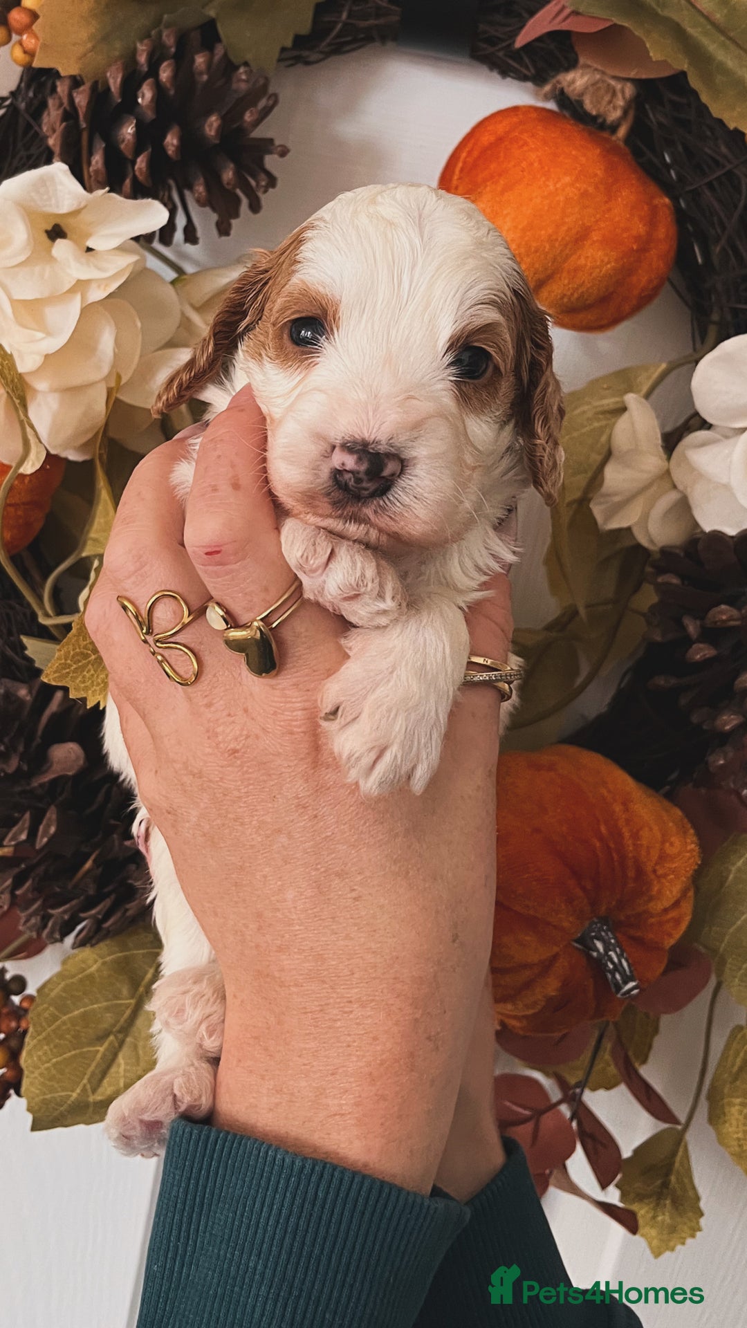 Cockapoo dogs for sale: Cockapoo puppies  - Advert 5