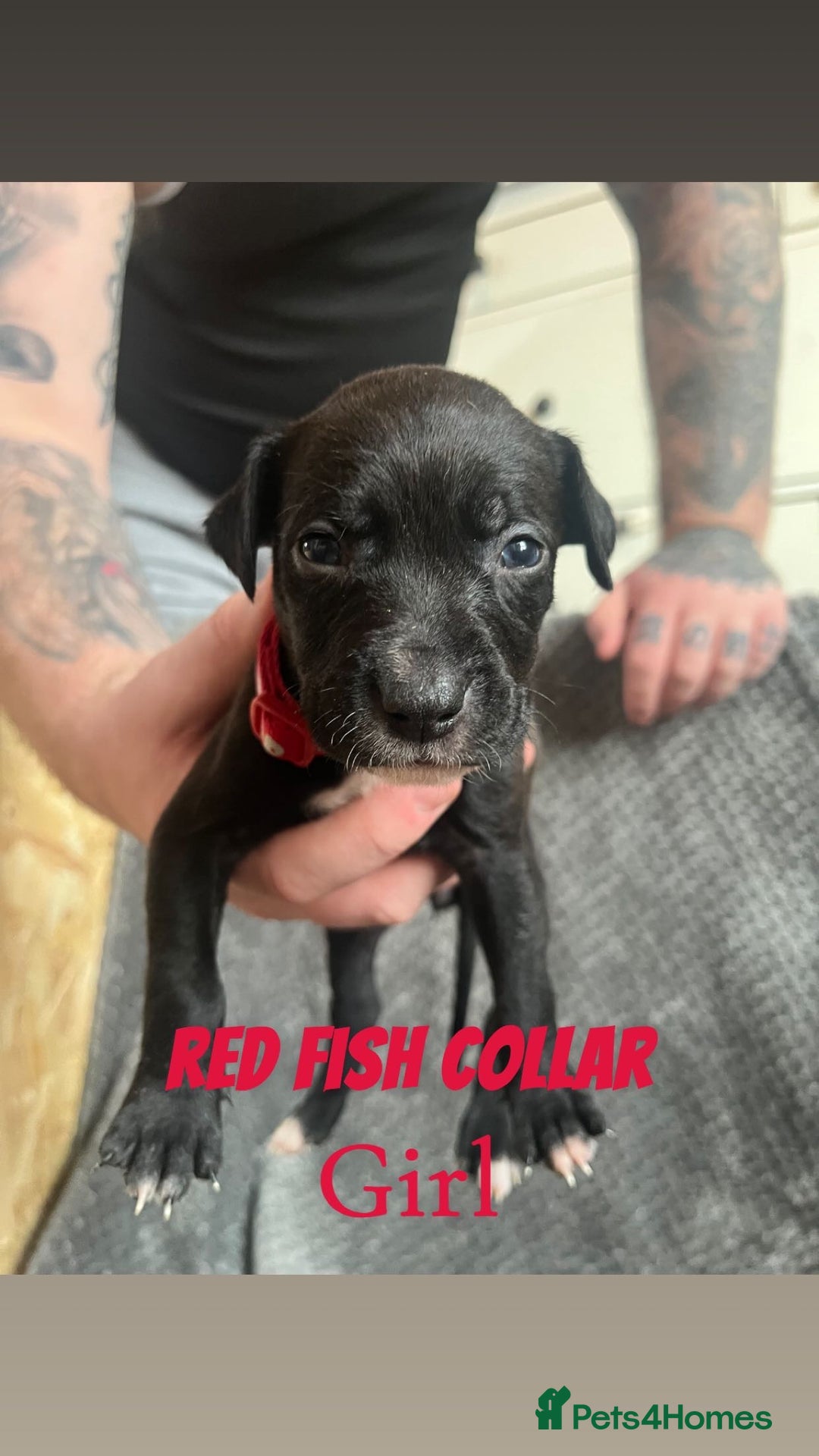 Mixed Breed dogs for sale: 11 Lurcher x Staffy pups for Sale! - Advert 27