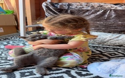 British Shorthair cats for sale: Meet stitch!  - Image 5