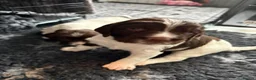 English Springer Spaniel dogs for sale: KC Registered Springer Spaniel Puppy - Advert 9
