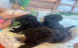 Cavapoo dogs for sale: Cavapoo  - Image 12