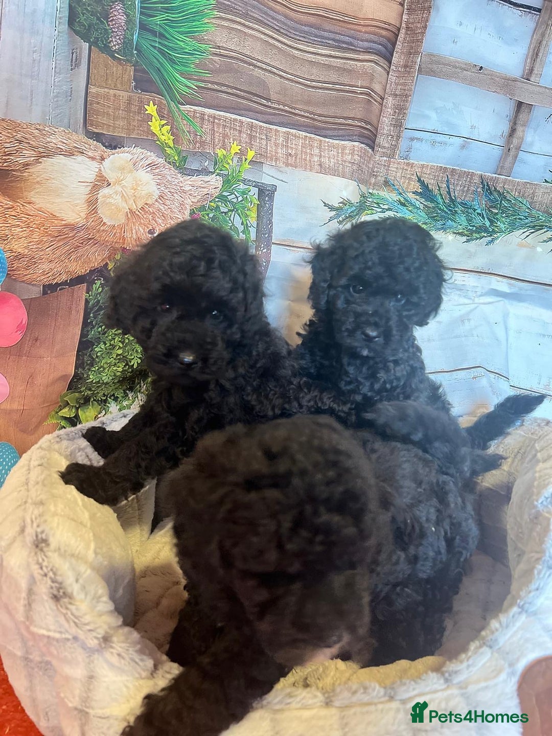 Cavapoo dogs for sale: Cavapoo  - Image 12