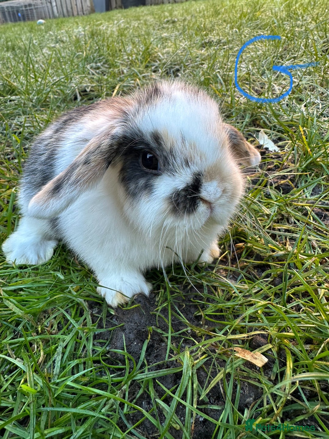 Mini Lop rabbits for sale: Mini Lop Rabbits  - Advert 3