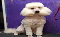 Standard Poodle dogs for sale: Stunning KC Standard Poodle Puppies for sale - Image 13