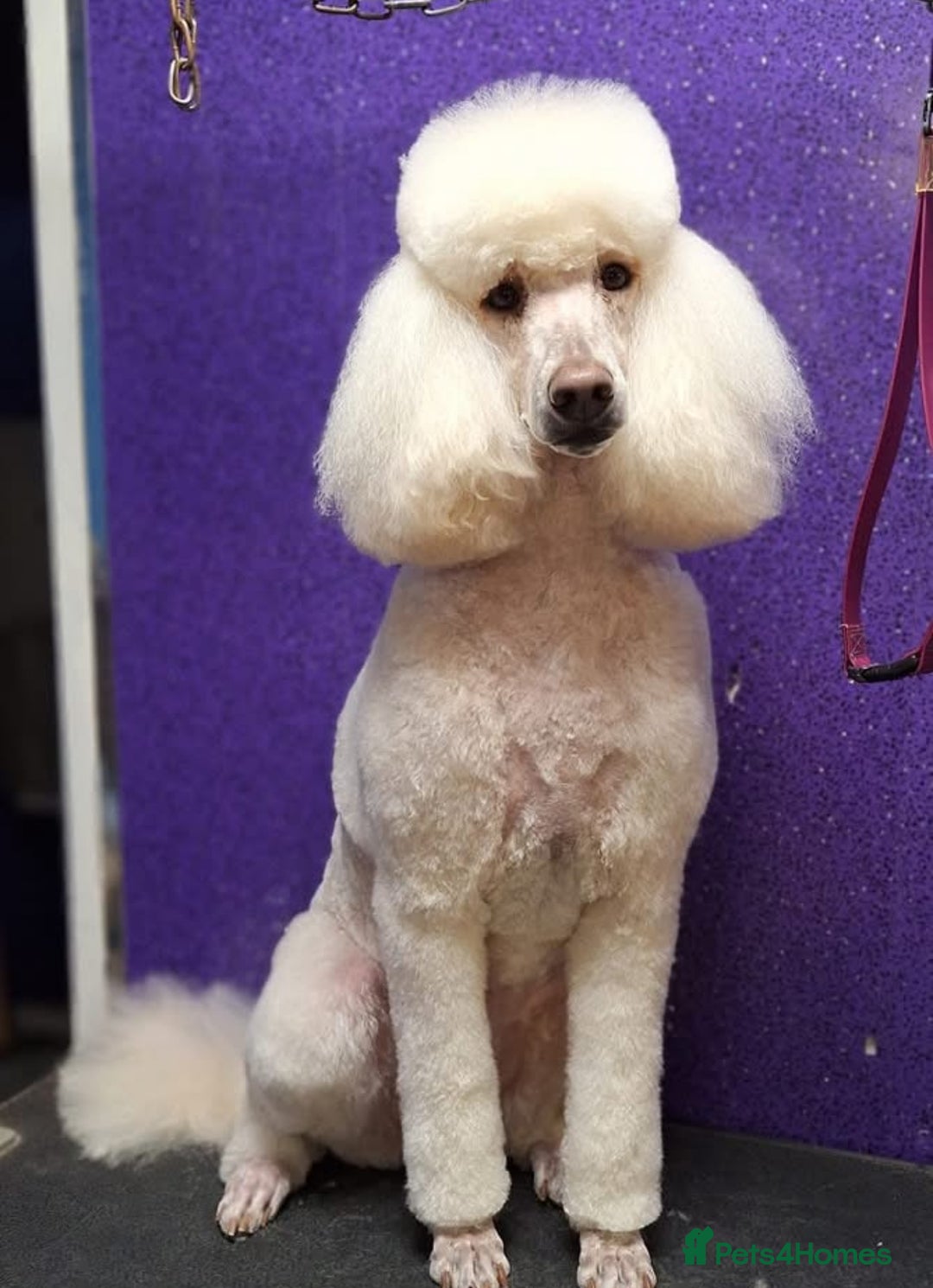 Standard Poodle dogs for sale: Stunning KC Standard Poodle Puppies for sale - Image 13