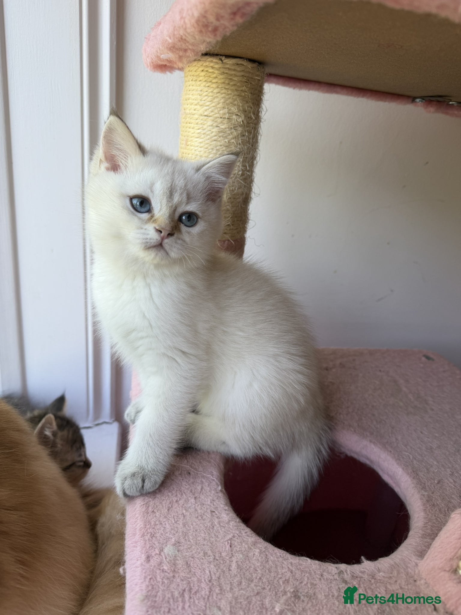 British Shorthair cats for sale: Stunning British shorthair & Longhair kittens - Advert 2