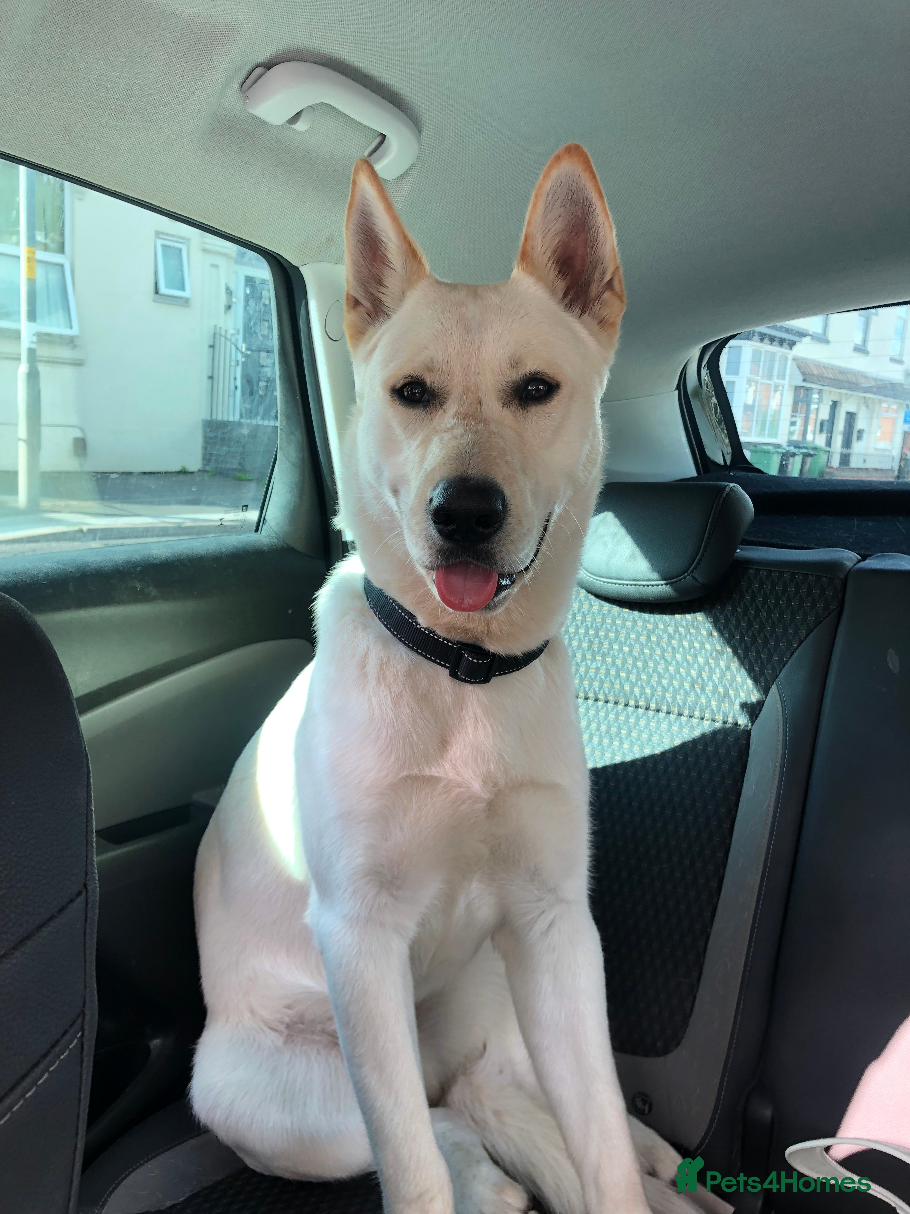 Mixed Breed dogs WHITE GERMAN SHEPHERD X AKITA MALE - Advert 11