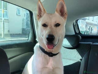 Mixed Breed dogs - Advert 4