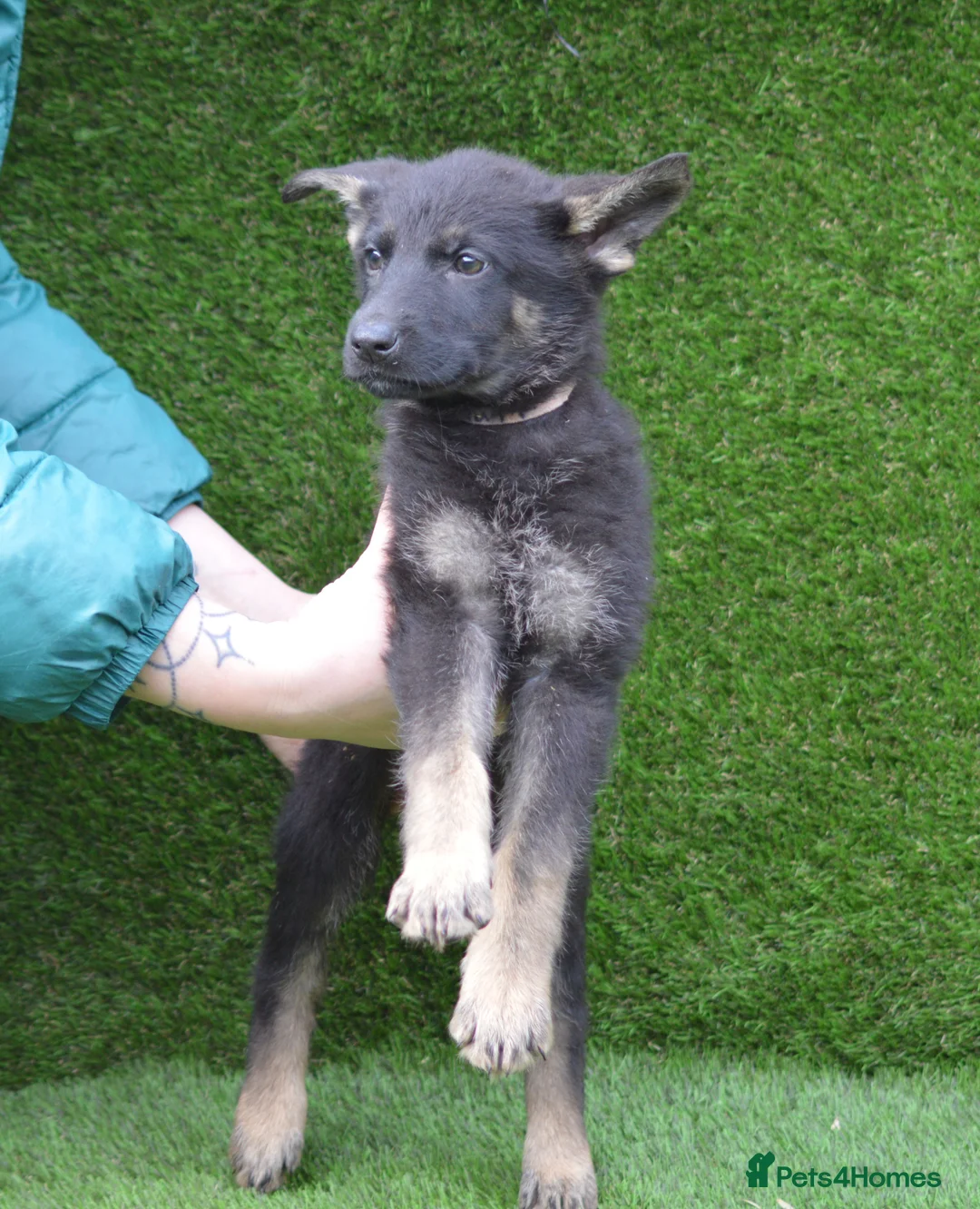 German Shepherd dogs for sale: KC Registered Working Line German Shepherd Puppies - Advert 13