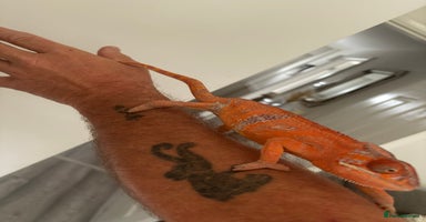 Chameleon reptiles - Advert 3
