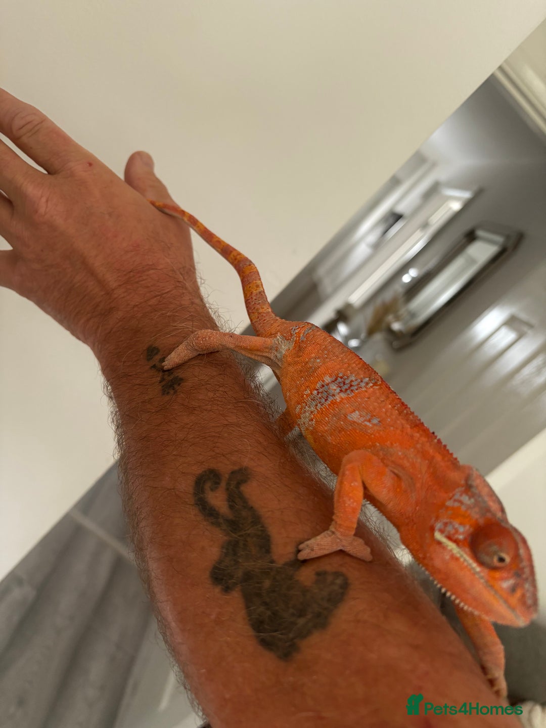 Chameleon reptiles for sale: Female chameleon  - Image 2