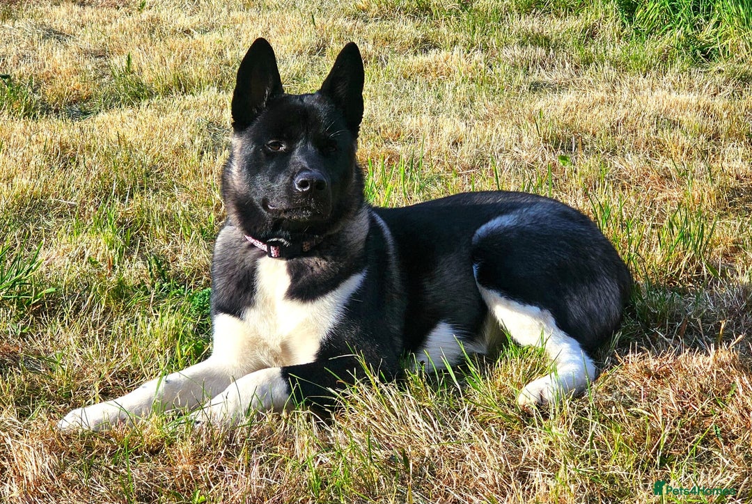 Akita dogs for sale: 13 month old Female Akita - Advert 1