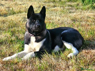 Akita dogs 13 month old Female Akita - Advert 1