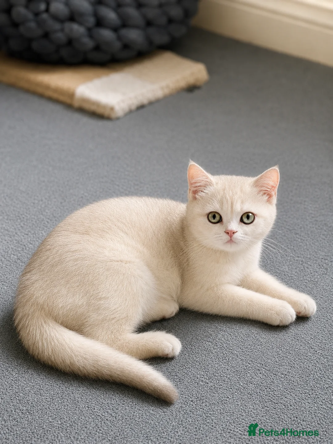 Scottish Fold cats for sale: ADORABLE SCOTISH FOLD KITTENS - Advert 2