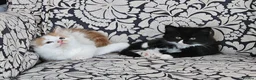 Mixed Breed cats for sale: Four Adorable Little Kittens Full of Personality - Advert 31