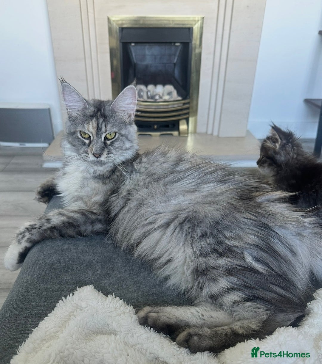 Maine Coon cats for sale: Gorgeous Maine Coon boy  - Advert 6