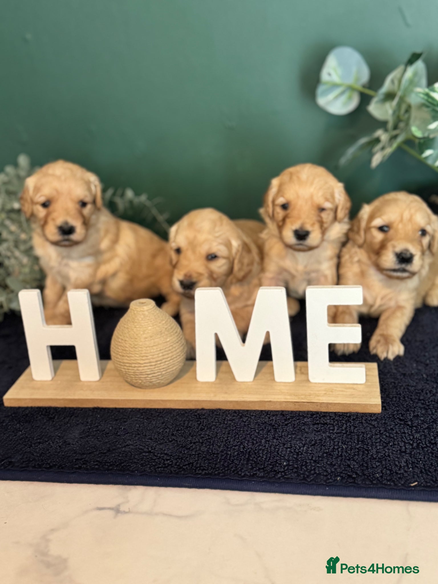 Mini Goldendoodle dogs Fantastic Miniature Goldendoodles  - Advert 1