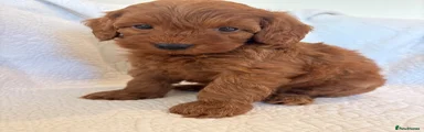 Cockapoo 2