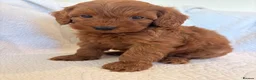 Cockapoo dogs for sale: LICENSED BREEDER QUALITY COCKAPOO PUPPIES  - Advert 27