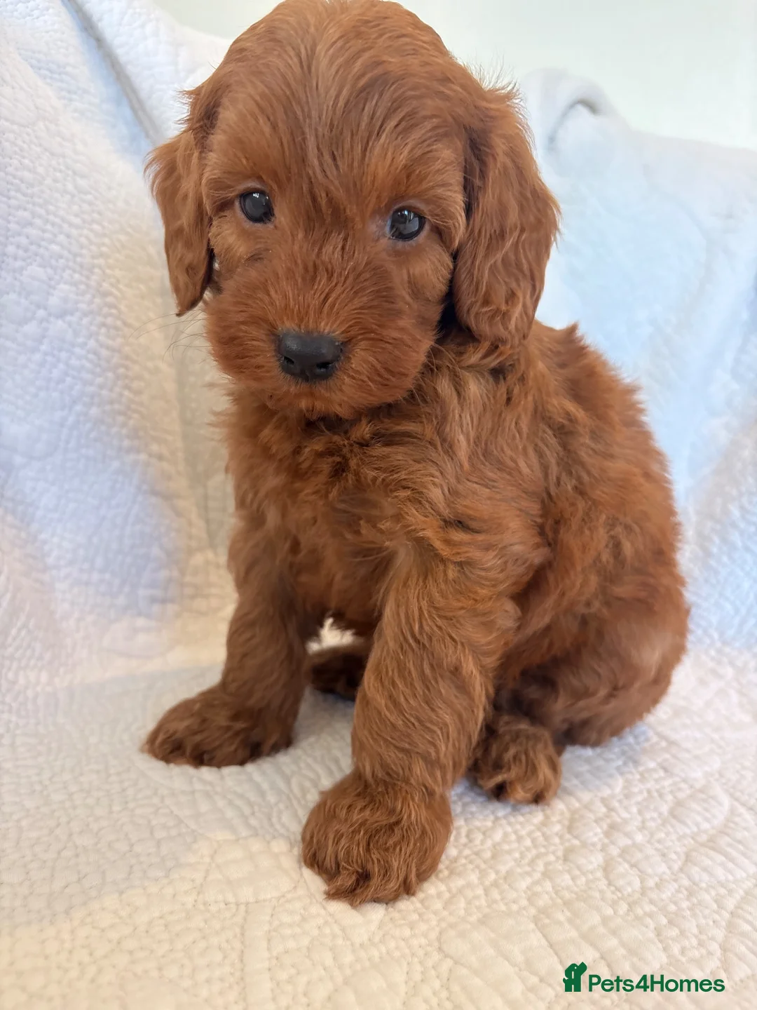 Cockapoo dogs for sale: LICENSED BREEDER QUALITY COCKAPOO PUPPIES  - Advert 23
