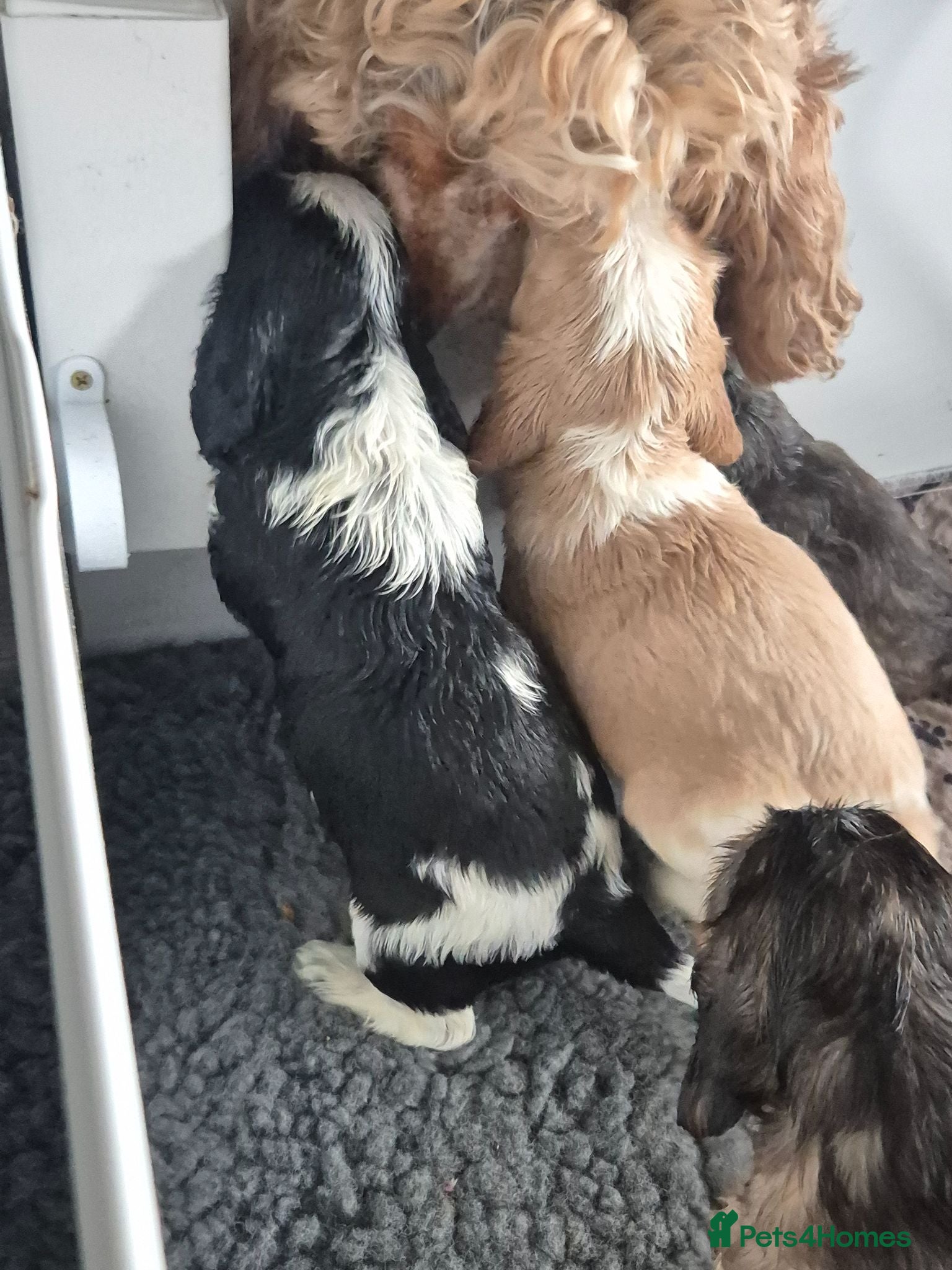 Cocker Spaniel dogs Outstanding Cocker Spaniel puppies - Advert 2