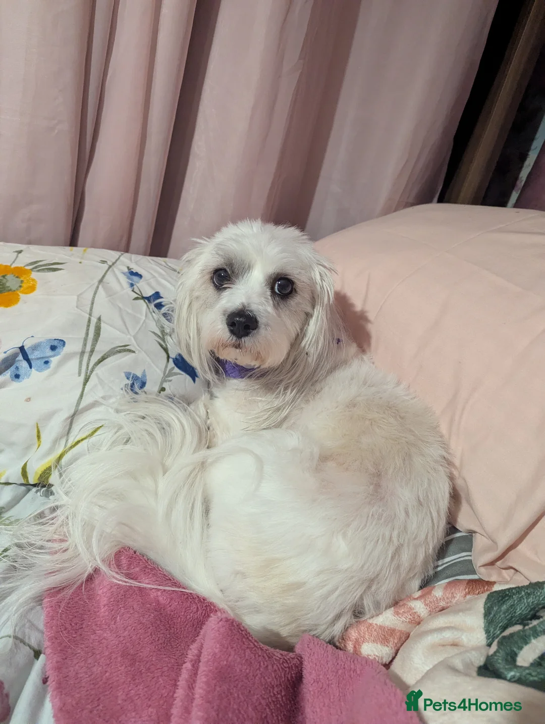 Zuchon dogs for sale: Shechon/zechon/ teddy bear female dog 4yrs old in Hengoed - Advert 4