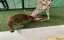 Bengal cats for sale: Health Tested TICA 🩷Bengal female kittens  - Image 24