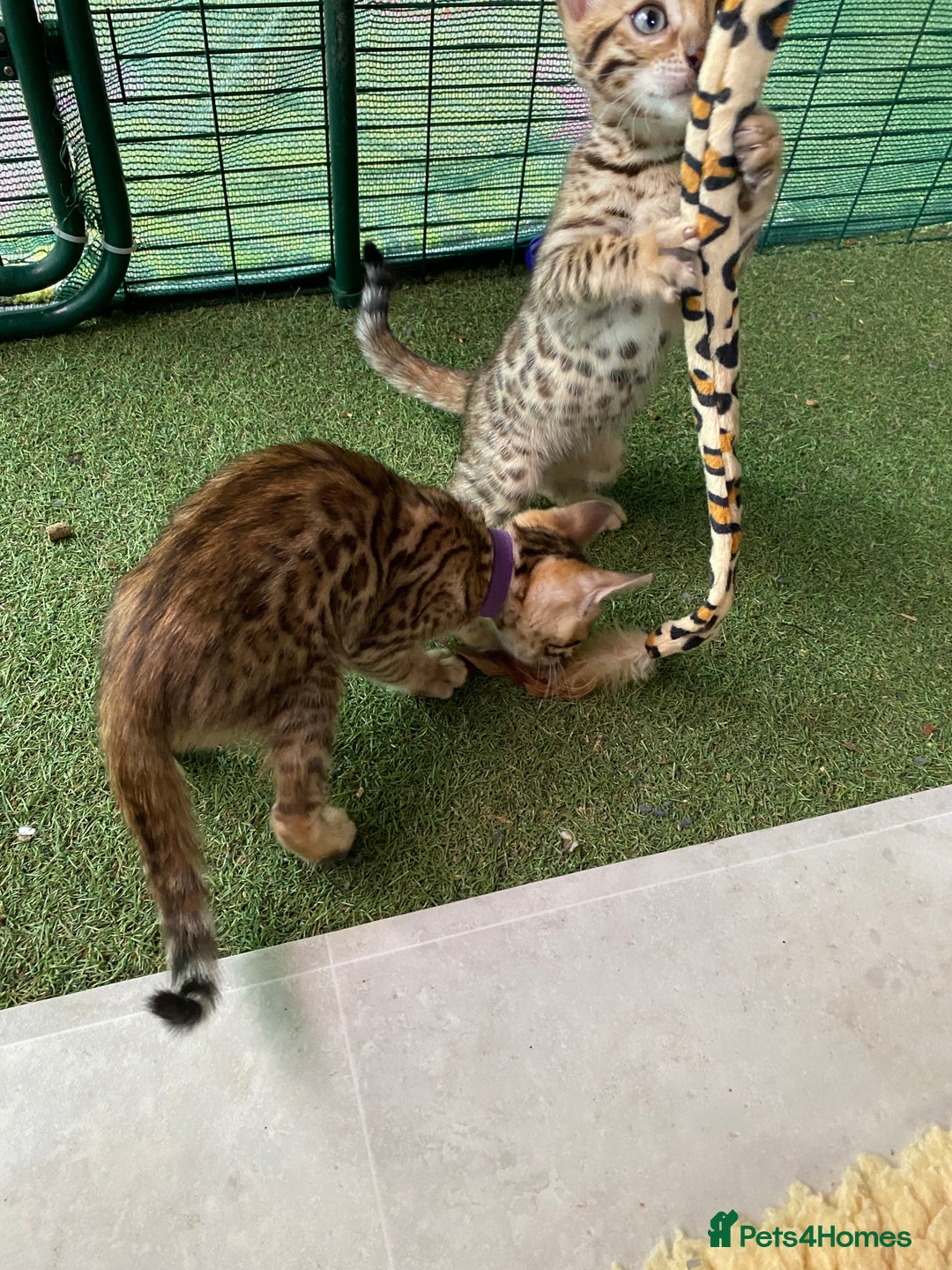Bengal cats for sale: Health Tested TICA 🩷Bengal female kittens  - Image 24