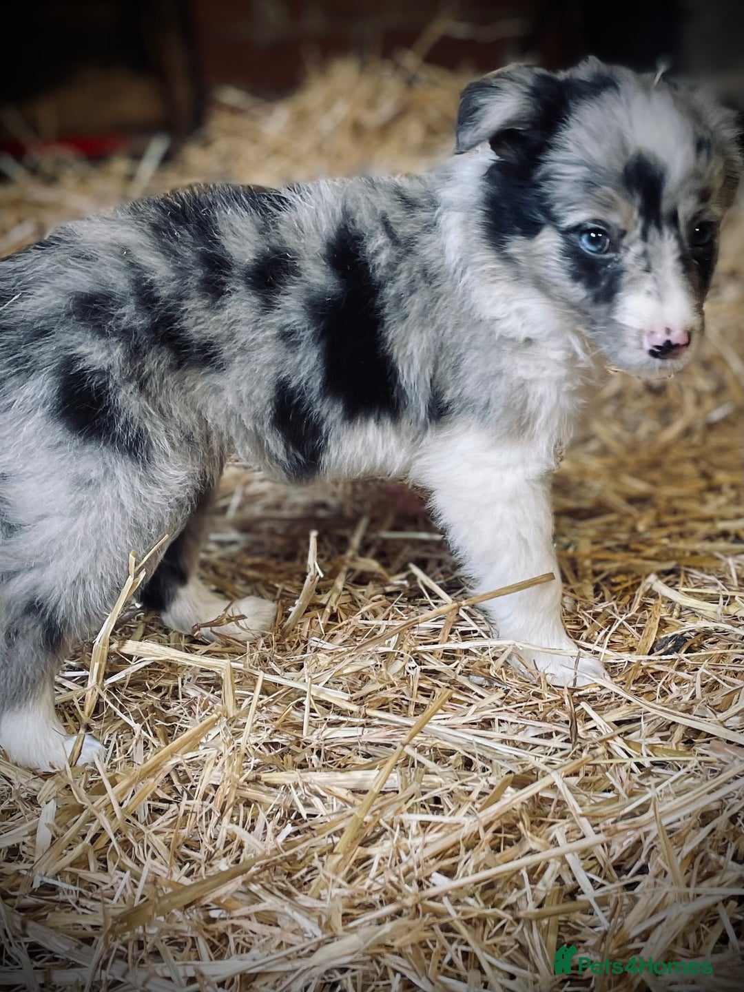 Mixed Breed dogs for sale: Collie x puppies - Image 1