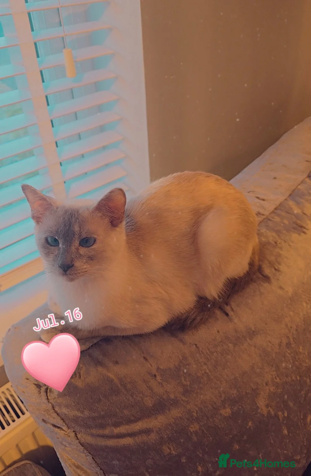 Mixed Breed cats for sale: Ragdoll x Siamese baby girl - Advert 3
